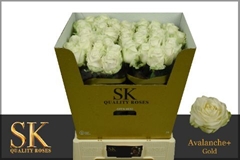 Rosa Avalanche+ 70cm