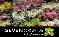 Cymbidium Mix 60cm