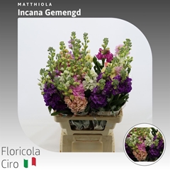 Matthiola Incana Impala Mix 65cm
