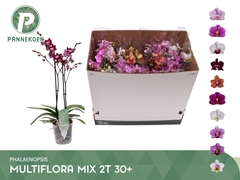 Phalaenopsis Multiflora Mix 10 Colours 12Ø 50cm 2st