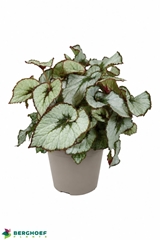Begonia Leaf Escargot 14Ø 30cm