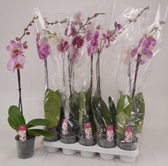 Phalaenopsis Mix 12Ø 75cm 1st