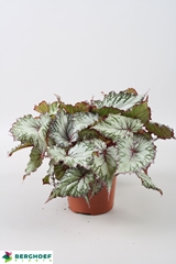 Begonia Leaf Rex Beleaf Asian Tundra 12Ø 22cm