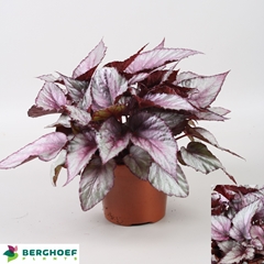 Begonia Leaf Beleaf Maori Haze 12Ø 22cm