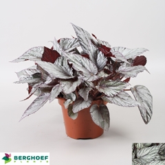 Begonia Leaf Beleaf Arctic Breeze 12Ø 22cm