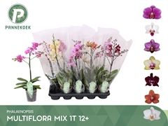 Phalaenopsis Multiflora Mix 6 Colours 12Ø 55cm 1st