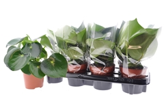 Peperomia Polybotrya Raindrop 12Ø 25cm