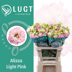 Eustoma Double Alissa Light Pink 70cm
