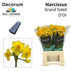 Narcissus Spray Grand Soleil D'Or 45cm