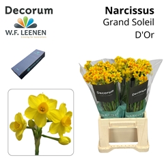 Narcissus Spray Grand Soleil D'Or 45cm