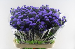 Aster Astee Dark Milka 80cm 30gr.