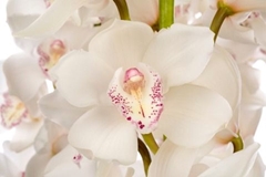 Cymbidium Snow White 80cm