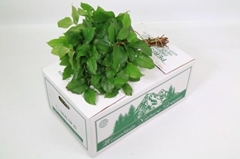 Gaultheria Shallon Salal Per Bunch 55cm