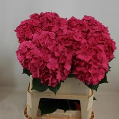 Hydrangea Rodeo Red 80cm 18-20cm Hd