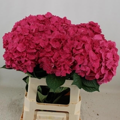 Hydrangea Rodeo Red 60cm 16-18cm Hd