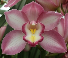 Cymbidium Kiwi Sue 60cm