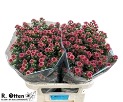 Chrysanth Santini Calimero Salmon 75cm 44gr.