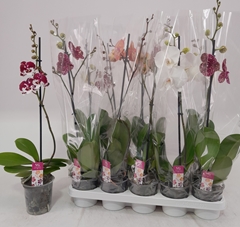 Phalaenopsis Mix 12Ø 60cm 1st