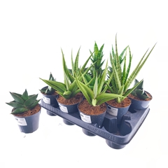 Houseplants Mix 10Ø 30cm