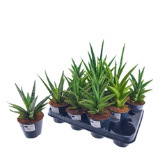 Houseplants Mix 10Ø 30cm