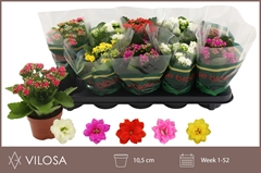 Kalanchoe Double Mix 10Ø 23cm
