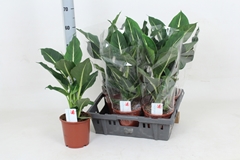 Dieffenbachia Green Magic 17Ø 55cm