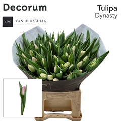 Tulip Single Dynasty 45cm 45gr.