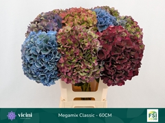 Hydrangea Mix Classic 60cm 18-20cm Hd