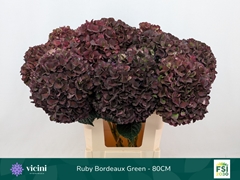 Hydrangea Rubyred 80cm 20-22cm Hd