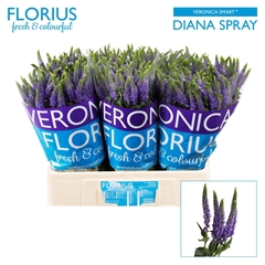 Veronica Smart Diana 60cm Spray