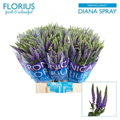 Veronica Smart Diana 50cm Spray