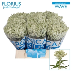 Veronica Smart Wave 40cm