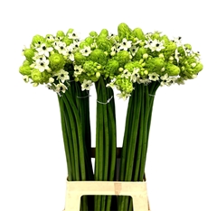 Ornithogalum Saundersiae 70cm