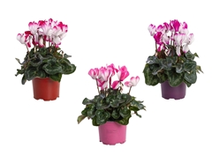 Cyclamen Super Serie Fusion Midi 12Ø 26cm