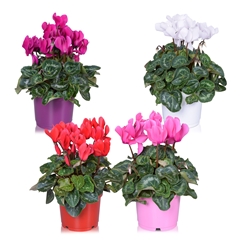 Cyclamen Super Serie Allure 12Ø 25cm