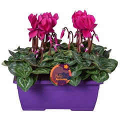 Cyclamen Super Serie Allure 25Ø 30cm