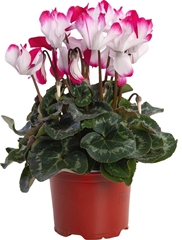 Cyclamen Super Serie Fusion Midi 12Ø 26cm