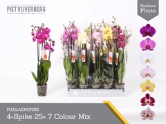 Phalaenopsis Mix 7 Colours 12Ø 60cm 4st