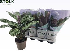 Ctenanthe Burle-Marx 14Ø 45cm