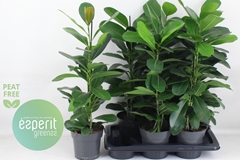 Ficus Microcarpa Smile 17Ø 73cm
