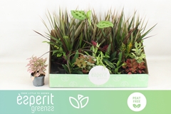 Houseplants Mix 8Ø 10cm