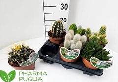 Cactus Mix 14Ø 18cm