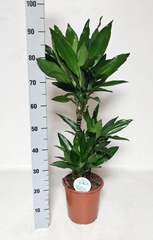 Dracaena Janet Lind 21Ø 100cm