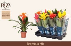 Bromelia Mix 12Ø 45cm