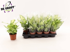 Dieffenbachia Amy 12Ø 35cm