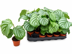 Calathea Orbifolia 7Ø 18cm