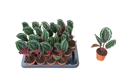 Calathea Medallion 7Ø 18cm