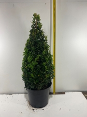 Buxus Sempervirens 26Ø 90cm