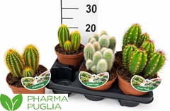 Cactus Mix 14Ø 22cm