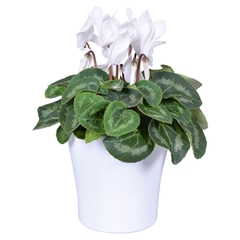 Cyclamen Super Serie Allure 14Ø 27cm
